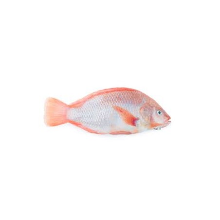 Tilapia rot 300-500g
